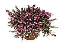 Forårslyng 'Erica Darleyensis' 9,5 cm potte